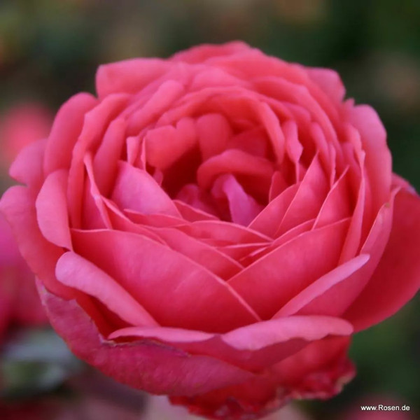 GARTENPRINZESSIN MARIE-JOSÈ® GARTENPRINZESSIN MARIE-JOSÈ®